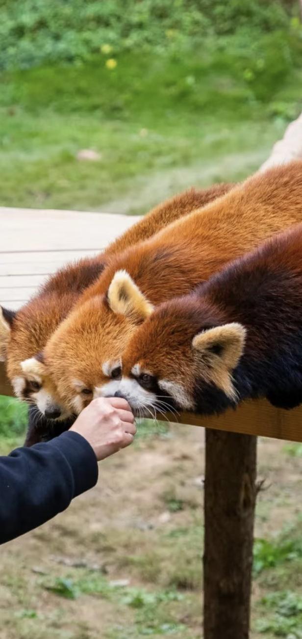 Чэнду на 4 дня: семейное путешествие - Photo 5