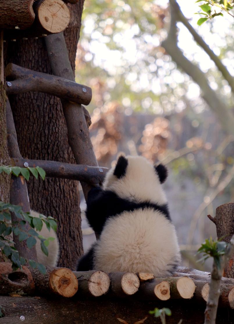 Chengdu · Leshan · Zigong — 6 Tage durch Sichuan - Photo 5